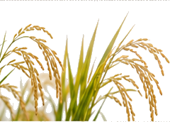 収穫