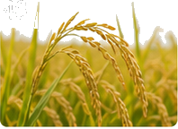 育苗・管理