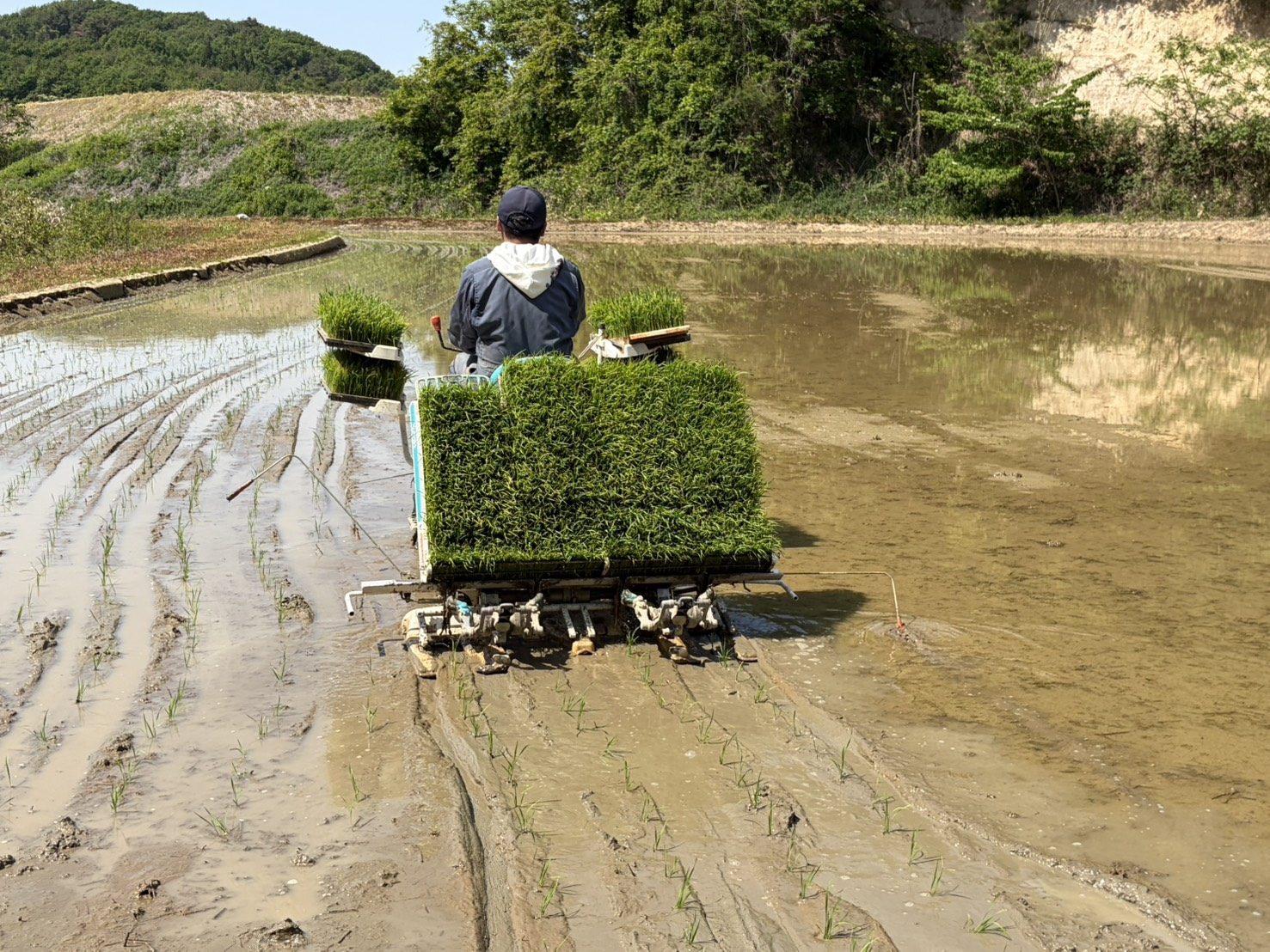 田植え機で田んぼを植え付ける様子