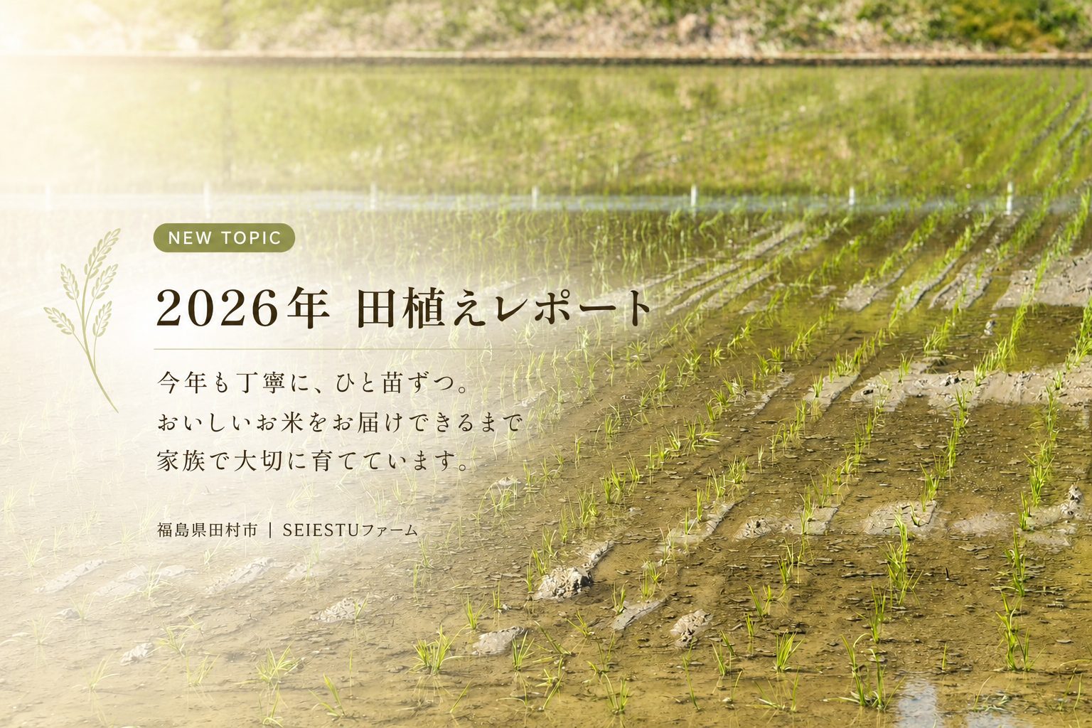 2026年 田植えレポート